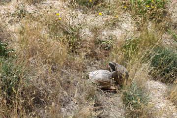 land turtles copulating among the grass