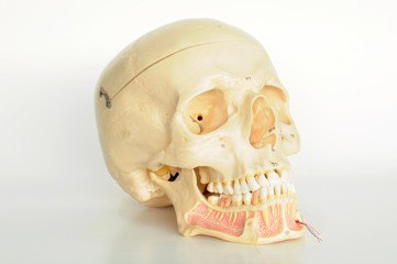 anatomy of human skull model