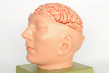 human brain model