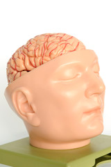human brain model
