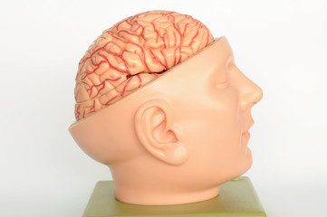 human brain model