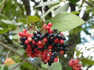 red and black viburnum berries on a branch