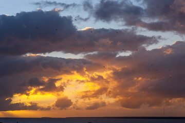 Fototapeta na wymiar flock of seagulls at sunset