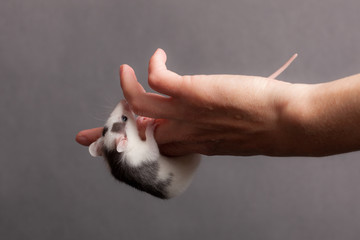 rat on a finger