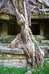 Fototapeta na wymiar Gnarled tree and ruins, Angkor Was, Cambodia