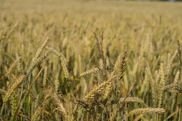 Heads of a crop in blurred background of the huge field. Early morning with low sun that casts golden light over the field in wind. Summer in Estonia, Europe.
