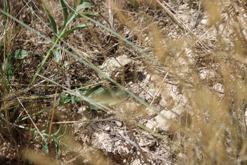  toad is camouflaged with dry soil and grass