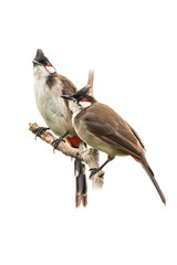 Two Red-whiskered bulbul perching on a perch looking into a distance isolated on white background