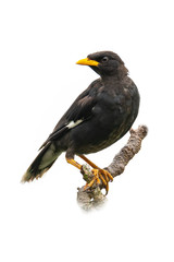 White-vented Myna perching on a perch looking into a distance isolated on white background