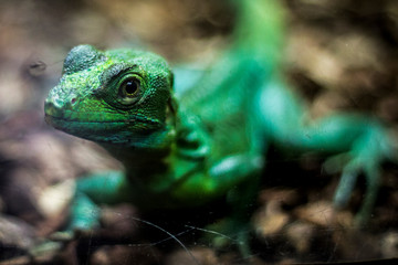 Un lézard vert fixant l'objectif