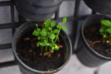 Seedlings in vertical garden pots.