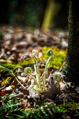 Baby ferns