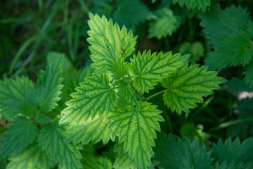 Close up of variegated nettle leaves