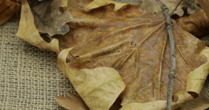 Foglie in autunno