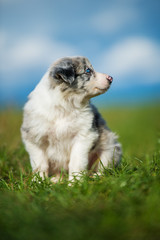 Cute border collie puppy in a meadow
