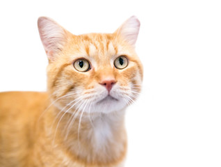 An orange tabby domestic shorthair cat with its left ear tipped, indicating that it has been spayed or neutered and vaccinated