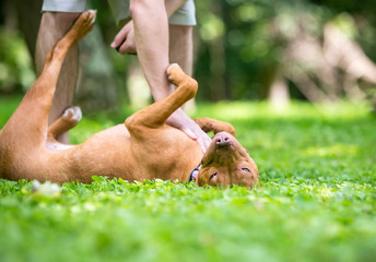 A happy red Pit Bull Terrier mixed breed dog rolling on its back and receiving a belly rub from its...