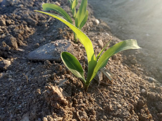 Intense natural green on terrain of brown ground. First cereal sprout of the Spanish countryside. Grown grain. Young corn growing. The future corncobs of the new agricultural season.