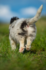 Cute border collie puppy from behind running in a meadow