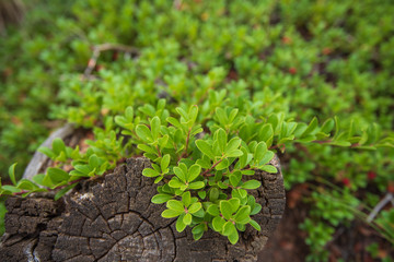 Selective focus close up of small green plant growing over a log