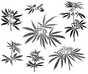 Decorative black trafaret set branch of big hemp and leaves