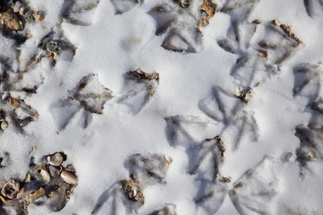 Seagull footsteps on a snowy beach