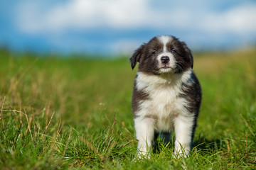 Naklejka na ściany i meble Cute border collie puppy in a meadow