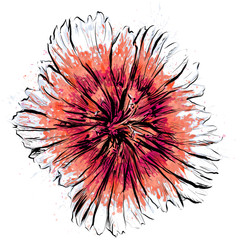 Anthophyta 050a - Hand painted red dianthus flower illustration. Watercolour and black ink on white background.