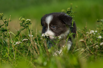 Cute border collie puppy in a meadow