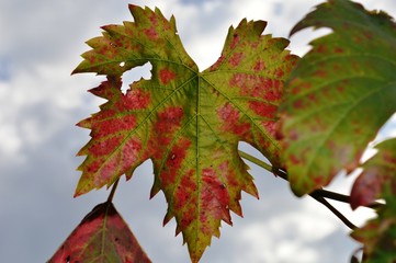 colorful autumn vine leaves in the wind