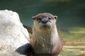 ツメナシカワウソ