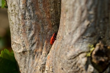 a small red beetle on a tree