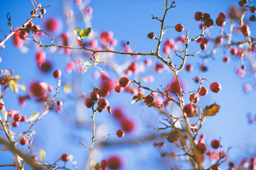 branches and red berries with blue sky in the backgroung