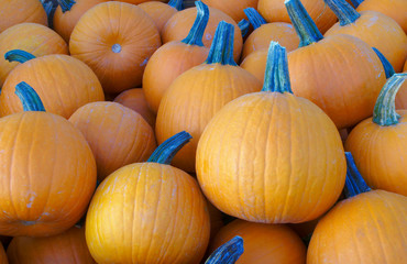 pumpkins background for halloween or thanksgiving farm market organic agriculture