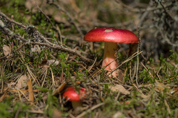Russula - common mushroom with fairly large and brightly crimson colored cap. Wildcrafting (or foraging) is the practice of harvesting food from their natural, or wild habitat. Estonia, Europe.