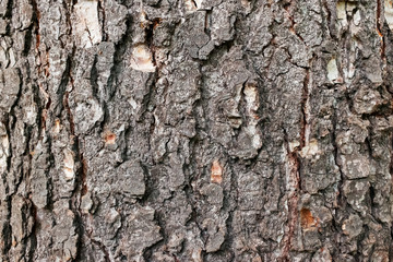 Pine tree bark texture. Close-up as a background in full screen