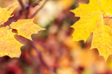 Naklejka na ściany i meble background from autumn leaves