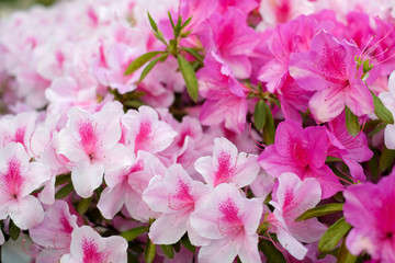 Pink flower in peonies garden. Nature.