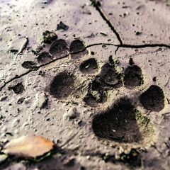 trace de patte de chien