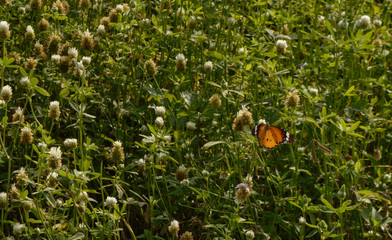 One indian butterfly trying to relax on beautiful Indian flowers field coverup with spider web.