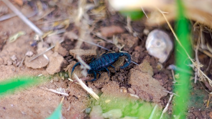 scorpion 