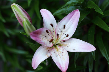 Asiatic Lilies are real summer flowering bulbs