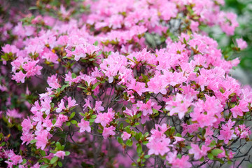 Obraz na płótnie Canvas Beautiful pink flowers blooming in garden.