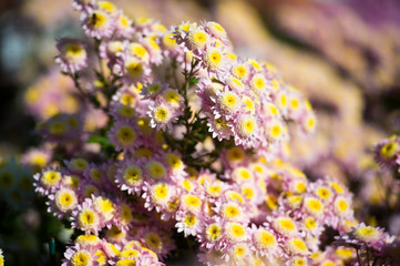 Beautiful Chrysanthemums in garden. Flowers as background picture. Chrysanthemum wallpaper. Japanese style. Autumn garden of chrysanthemums.