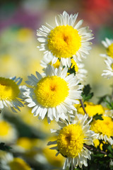 Beautiful Chrysanthemums in garden. Flowers as background picture. Chrysanthemum wallpaper. Japanese style. Autumn garden of chrysanthemums.