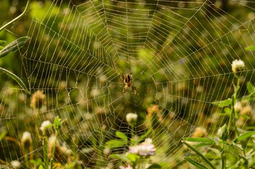 A web of indian spider who is relaxing on web at evening.
