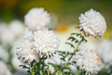 Beautiful Chrysanthemums in garden. Flowers as background picture. Chrysanthemum wallpaper. Japanese style. Autumn garden of chrysanthemums.