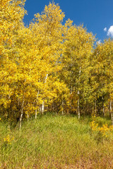 Colors of Autumn in Colorado