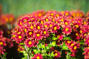 Fototapeta premium Beautiful Chrysanthemums in garden. Flowers as background picture. Chrysanthemum wallpaper. Japanese style. Autumn garden of chrysanthemums.