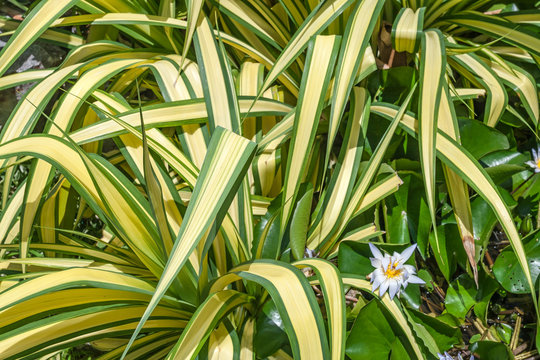 Dracena